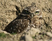 An image of a family of burrowing owls inside their holes.