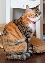 Black tortoiseshell mackerel tabby-and-white tricolor ("caliby") cat