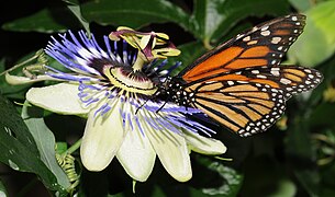 Danaus plexippus (Monarch Butterfly)