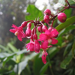 Fuchsia jimenezii