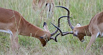 Fighting impalas edit2.jpg