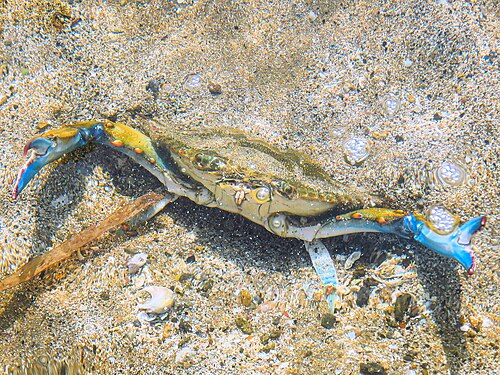 Granchio blu (Callinectes sapidus) nell'acqua, alla riva della spiaggia della Riserva naturale Palude di Torre Flavia (Mar Tirreno centrale, Lazio, Italia)