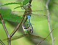 A mating pair of Anax junius (Green Darner) dragonflies.