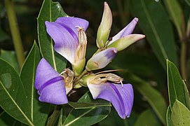 Acanthus ilicifolius