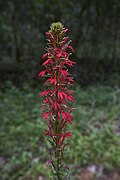 Lobelia cardinalis