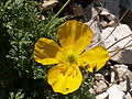 Fleur de pavot des Alpes (papaver alpinum).