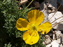 Papaver alpinum.jpg