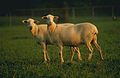 St. Croix sheep