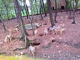 Dholes in the theme park