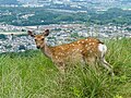 Kasuga-taisha in Nara