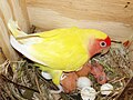 An adult lutino in nestbox with eggs and chicks