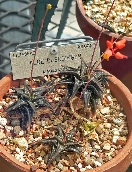 File:Aloe descoingsii 1.jpg