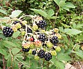 4201 Risør bjørnebær Rubus sp.