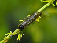 Larva de Crioceris asparagi