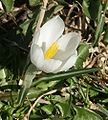 Crocus albiflorus, Blüte