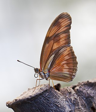 Julia Butterfly (Dryas iulia), Butterfly zoo of Icod de los Vinos, Tenerife, Spain.