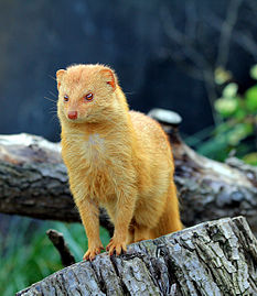 Galerella sanguinea (Slender Mongoose)