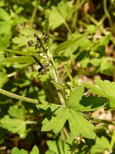 Geranium homeanum showing seed dispersal technique.