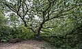 * Nomination Remarkable oak in the national nature reserve at Hettange-Grande. --Cayambe 08:08, 14 October 2024 (UTC) * Promotion  Support Good quality. --Екатерина Борисова 00:52, 15 October 2024 (UTC)