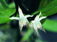 Prosthechea pseudopygmaea