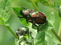 Mating, Ottawa, Ontario, Canada