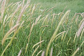 Khndzoresk, Wild wheat, Armenia.jpg