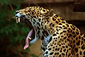 Jaguar yawning