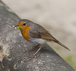 Мюнхен'ни Хеллабрунн зоопаркында азанчыпчыкъ (Erithacus rubecula)