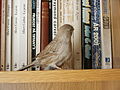 Canaries are often kept as pets for their beautiful songs.