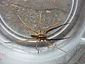 Rabidosa, rabida. Note two black front legs. Pedipalps are lighter than shown in this photograph.