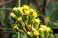 Florkorbetoj en la floraro (infloresko) de Solidago simplex.