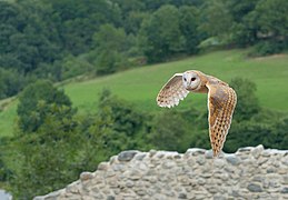 Tyto alba (Western Barn Owl)