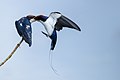 Wire-tailed swallow transferring the food to offspring