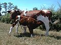 La race bovine Maine-Anjou (France).