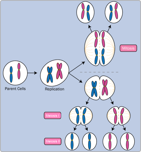 File:Mitosis vs. meiosis.png