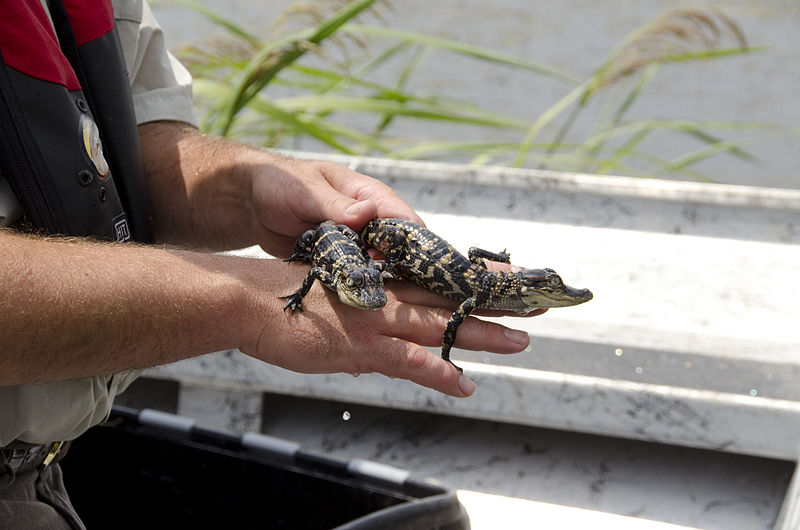 File:American alligator babies (6948098154).jpg