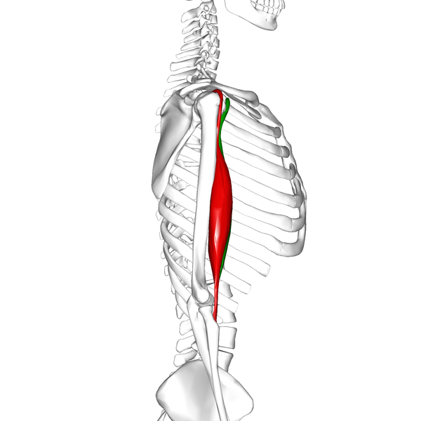 File:Biceps brachii muscle09.png