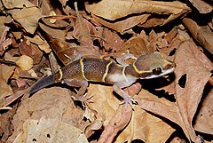 Description de l'image Deccan Banded Gecko (Geckoella deccanensis) Phansad Wildlfie Sanctuary, Maharashtra DSCF3092 (1).JPG.