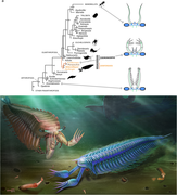 Evolutionary implications of the jianfengiid anatomy and artistic reconstructions of Fortiforceps foliosa and Sklerolibyon maomima gen. et sp. nov. in early Cambrian Gondwanian seas.png