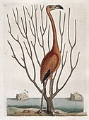 Phoenicopterus ruber amb planta Keratophyton a Natural History.. de Mark Catesby (1731)