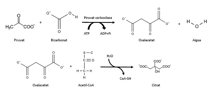 File:Formació de citrat.jpg