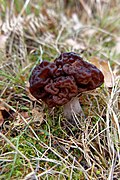 Gyromitra esculenta (46675791074).jpg