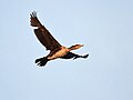 Jeune volant en Kolkata, Bengale-Occidental, Inde.