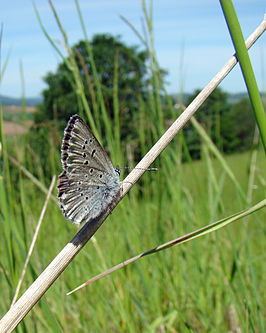 Icaricia icarioides