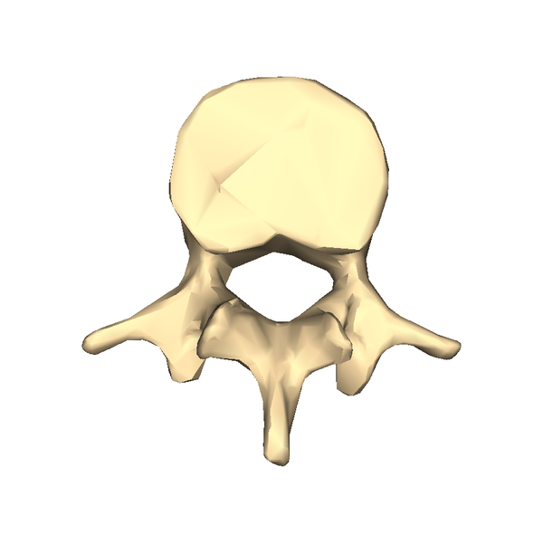 File:Lumber vertebra 2 close-up inferior surface.png