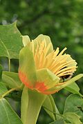 Liriodendron-tulipifera-flower3.jpg