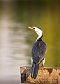 * Nomination Little pied cormorant (Microcarbo melanoleucos) Nusa Dua, Bali. --Eka343 16:46, 31 December 2023 (UTC) * Promotion  Support Good quality. --Damayantidwi 07:27, 1 January 2024 (UTC)