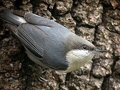 El pica-soques nan (S. pygmaea), com el seu nom indica, és el més petit del gènere.