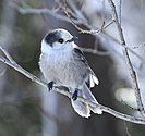 Canadeesche taigagoai (Perisoreus canadensis)