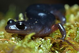 Plethodon shermani Stanton 3.jpg